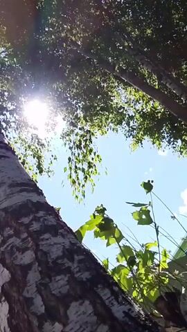 The video shows a low-angle view looking up at trees and the sky on a sunny day. Sunlight streams through the green leaves of the trees, creating lens flare. A large, textured tree trunk is in the foreground on the left side of the frame. The sky is blue with some wispy clouds.