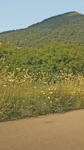 The video shows a winding road in a rural mountainous area. The road is paved and has a sandy brown color. On the left side of the road, there is a grassy verge with a dense growth of wild flowers and tall grasses, predominantly white and yellow. Behind the verge, a thick line of lush green trees forms a dense forest. In the background, a large, verdant mountain dominates the scene. The mountain is covered in trees and has a green, grassy summit. The sky is clear and blue, suggesting a sunny day. The camera appears to be moving along the road, providing a sense of travel through the landscape. The video transitions smoothly, showing different segments of the road and mountain as the camera progresses. At one point, a small figure of a person is visible standing on the verge near the trees.