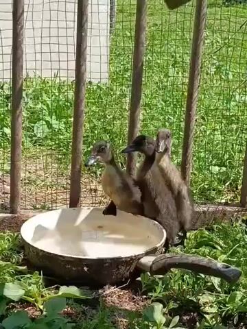The video shows three ducklings near a shallow dish of water. Two ducklings are dark brown, and one is lighter brown. The lighter brown duckling is standing in the dish of water, while the other two are standing next to it. The ducklings are in an outdoor enclosure with a fence behind them and green grass and plants around them. The sun is shining brightly.
