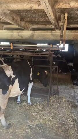 This media file shows a group of cows in a barn. The barn appears to be made of concrete and wood, with a dirt floor covered in hay. There are several cows visible, some black and white and some lighter colored. They are standing in stalls, some appearing to be eating from feeders. The lighting suggests it is daytime, with natural light coming from windows or openings in the barn walls. The overall scene depicts a farming or agricultural setting, likely a dairy farm given the presence of cows. There is no visible text in the media file.