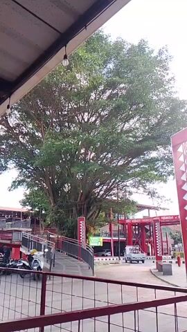 The video pans from left to right, showing a large tree with dense foliage. In the foreground, a metal fence is visible. Beyond the fence, a group of people are walking. To the left, a motorcycle is parked. In the background, there are red structures and buildings. The sky is overcast.