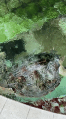 Sea turtles swim in tiled pool in Denpasar
