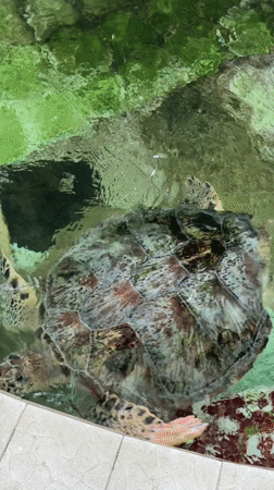 Sea turtles swim in tiled pool in Denpasar