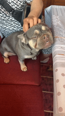 French Bulldog puppy documented in home setting with family