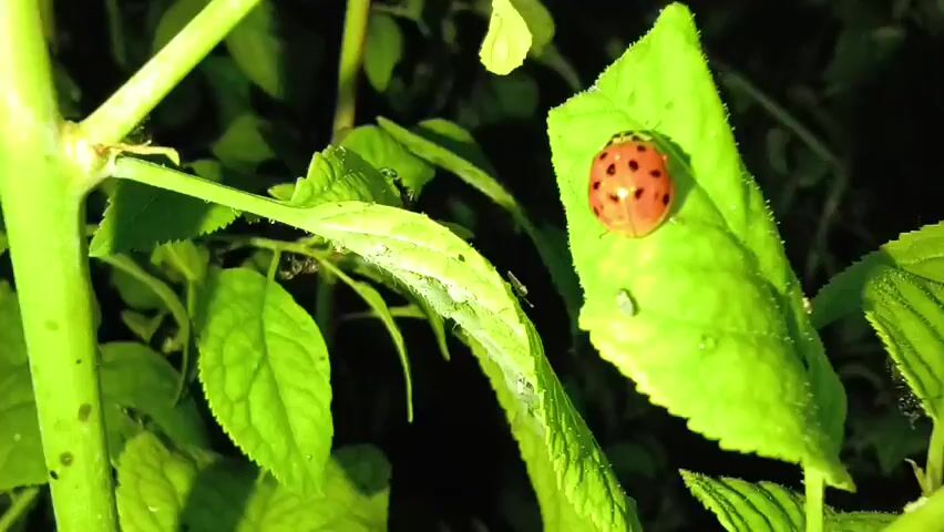 The video shows a close-up of a ladybug on a bright green leaf. The ladybug is red with black spots and is facing to the right. The leaf is wet, with several water droplets visible on its surface. In the background, other green leaves and branches are visible, as well as some dark, out-of-focus areas. The lighting suggests it is nighttime, with artificial light illuminating the scene. There are also a few small, dark insects on the leaves, possibly ants. The ladybug appears to be stationary, while the camera moves slightly, creating a slight blur in some frames.