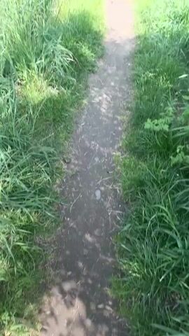 The video shows a narrow dirt path running between lush green vegetation. The path is surrounded by tall grasses and bushes. On the left side of the path is a tree or large bush covered in white blossoms. The sky is visible in the background, appearing blue with some wispy white clouds. The camera slowly tilts up, providing a slightly wider view of the sky and the trees that overhang the path. The overall impression is of a secluded, natural setting.