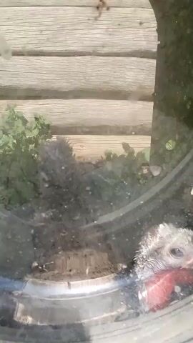 A turkey chick with grey and white downy feathers and a pinkish-red wattle is visible through a circular clear plastic enclosure. The chick's eye is visible, and it appears to be looking to the right. The enclosure is situated outdoors, with a weathered wooden fence or wall in the background. Green foliage is also present behind the enclosure. The lighting suggests it is daytime.