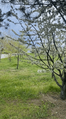 Spring park walk documented in Karabük, Turkey
