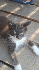 Kitten and dog spend a sunny afternoon in a Russian backyard