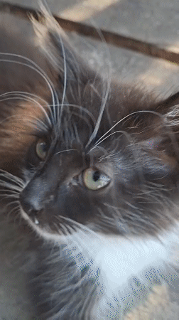 Kitten and dog spend a sunny afternoon in a Russian backyard