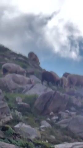 A flock of sheep is seen on a rocky, grassy slope under a cloudy sky. The sheep are mostly light brown and white. They are grazing and moving around on the rocks and grass. Some sheep are in the foreground and others are further up the slope. The sky is blue with white clouds.