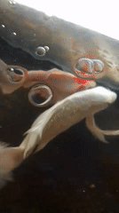 Koi and goldfish in an aquarium, Mesjid Reuntoh