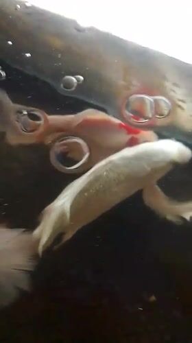 Koi and goldfish in an aquarium, Mesjid Reuntoh