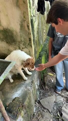 A young man extends his hand toward a small, white and brown dog standing on a concrete ledge next to a mossy wall. A young woman wearing a grey t-shirt and blue jeans stands slightly behind the man, observing. Debris litters the ground.