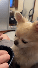 Chihuahua gets hand-fed strawberries at home in Moskovskiy