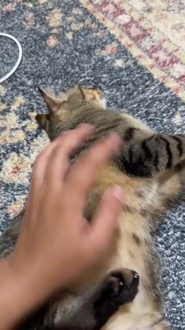 A person's hand pets a tabby cat lying on a rug. The cat then gets up and walks away, disappearing out of frame.