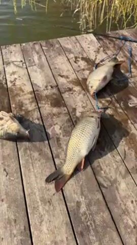 The video shows a wooden dock with several caught fish lying on it. The fish are medium-sized and appear to be carp. A fishing rod is propped up on the dock, its line extending into the lake. The water is calm with small ripples. The sky is visible in the background, appearing clear and bright. Some vegetation is visible along the lake's edge.