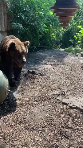 A brown bear walks along a gravel path in an outdoor enclosure. The bear is in the foreground and fills most of the left side of the frame, looking towards the camera. Its fur is wet, indicating it may have recently been in water. Behind the bear, lush green foliage and trees form a dense backdrop. A rocky wall is visible on the left edge of the frame, and a modern, multi-tiered wooden structure is partially visible in the upper right corner. The ground is covered in wood chips and gravel, with some scattered stones. Sunlight filters through the leaves, casting shadows on the path, suggesting it is daytime. A chain is visible on the ground in the middle of the frame, connecting to something out of view. The bear appears calm, its gaze directed forward. The setting resembles a zoo or wildlife park, consistent with the location context of Innsbruck, Austria. There is no visible text in the media file.