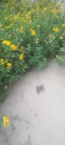 The video shows a patch of yellow flowers and green leaves. In the foreground, there is a small cluster of what appears to be black insects on a sandy or dirt path. The camera pans slightly upwards and to the right, showing more of the flowers and foliage. The lighting suggests it is daytime.