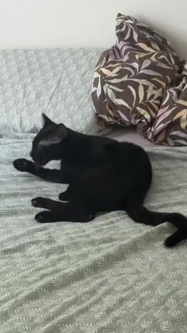 A black cat is grooming itself on a bed. The cat is lying on its side with its legs in the air and is licking its paw. The bed is covered with a light green and white patterned sheet. A pillow with a brown and white floral pattern is visible at the head of the bed.