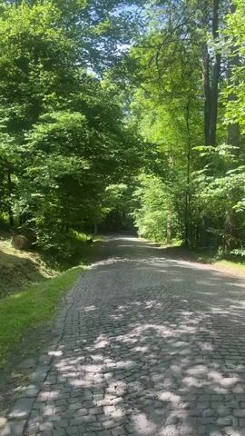 The video shows a stone-paved road leading through a lush green forest. The sun shines through the trees, casting shadows on the road. The vegetation is dense and vibrant, suggesting a healthy ecosystem. The road appears well-maintained.