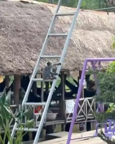 A monkey climbs down a ladder. The ladder is leaning against a thatched roof building. There are plants in the foreground and a purple swing set in the background.