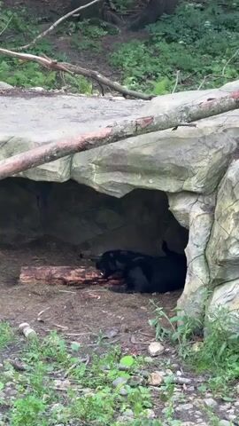 A black bear is lying down inside a cave-like structure constructed of faux rock. The bear is mostly obscured by the shadows within the cave, but its head is visible, and it appears to be resting or possibly eating something on the ground. A piece of wood lies in front of the bear. The entrance to the cave is framed by rough-hewn rocks and a fallen tree branch. Outside the cave, the ground is covered with dirt, leaves, and green vegetation, with trees and foliage visible in the background. The lighting suggests an overcast day.