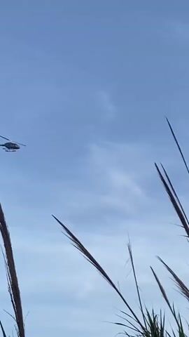 A helicopter flies through a cloudy blue sky. It is seen from a low angle, looking up through tall green reeds and brown grass. The helicopter is a light color and has a dark rotor. It is moving from left to right across the frame.