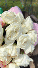 White rose bouquet discarded in dumpster in Veliky Novgorod