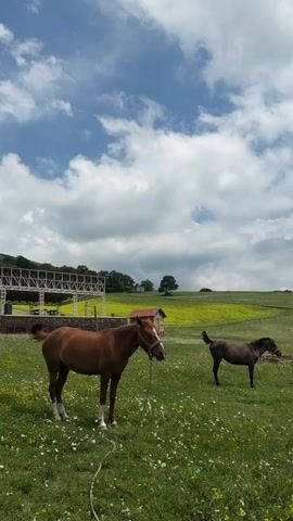 The video shows two horses in a grassy field with scattered white flowers under a cloudy blue sky. A brown horse is in the foreground, facing left and looking down. A dark brown horse is in the background, grazing to the right. In the middle ground, there is a small red-roofed building and a larger white structure with a roof, possibly a stable or seating area. The background features a yellow field and green hills. The overall scene depicts a rural, pastoral environment.