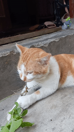 Early morning domestic life documented in Baron, Indonesia