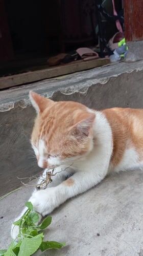 Early morning domestic life documented in Baron, Indonesia