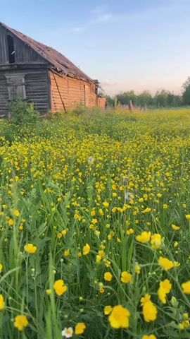 A full shot shows a field of yellow buttercups in the foreground, with tall green grass interspersed throughout. In the background, an old wooden house stands on the left, with trees and a fence visible further back. The sky is clear and blue with a hint of pink near the horizon. The sun appears to be setting, casting a warm light over the scene. The video is shot from a low angle, looking up at the house and the sky. There are no people or animals visible in the video. The overall mood is peaceful and serene.