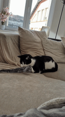 Cat rests on couch in Villerupt home