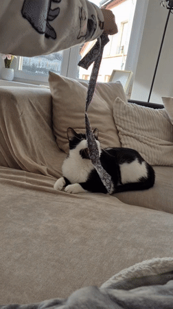 Cat rests on couch in Villerupt home