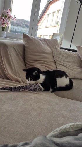 Cat rests on couch in Villerupt home