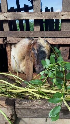 A goat is eating green vegetation inside of a weathered wooden cage. The goat has a cream-colored head, brown ears, and a black stripe down the middle of its face. There are green branches with leaves, as well as piles of cut green plant stems, in front of the goat in the cage. A person’s hand is feeding the goat the green vegetation.  A small, black goat can be seen in the back of the cage, behind the brown goat. The light blue sky can be seen in the background behind the cage.