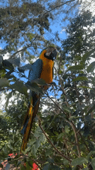 Wild macaws foraging and perching in Buenos Aires, Peru