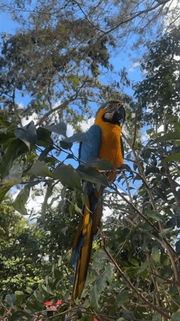 Wild macaws foraging and perching in Buenos Aires, Peru