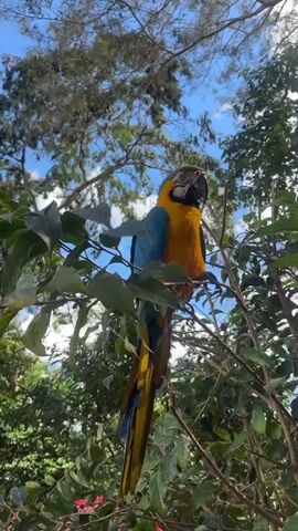 A blue and yellow macaw is perched on a tree branch, its long tail feathers hanging down. The bird is facing the camera with its head tilted slightly to the side. The background consists of lush green leaves and a bright blue sky with some clouds. The lighting suggests it is daytime, possibly sunny.