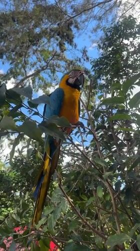 Wild macaws foraging and perching in Buenos Aires, Peru