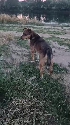 A dog stands on a dirt path near a body of water. The dog is brown and black and is facing away from the camera. There are trees and foliage on the opposite bank of the water. The sky is cloudy and appears to be either sunrise or sunset.