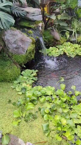 The video shows a close-up, slightly elevated view of a small pond with a waterfall cascading into it. The water is dark and appears to contain several small, reddish-orange fish swimming beneath the surface. The pond is surrounded by lush green aquatic plants, including water hyacinths with their bulbous leaves and a dense mat of duckweed covering the surface in some areas. Moss-covered rocks form the backdrop of the waterfall, and various green plants, including large-leafed varieties and reedy grasses, are visible around the pond's edge. The lighting suggests an indoor or shaded outdoor environment, possibly a greenhouse or a well-maintained garden feature. The camera pans slowly to the right, revealing more of the pond's surface and the surrounding greenery.