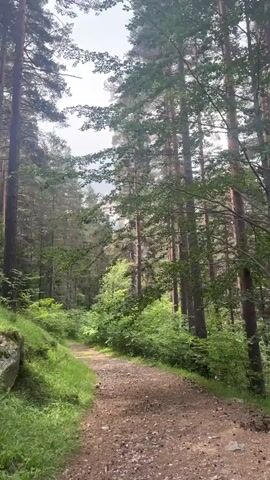 A dirt path winds through a dense forest with tall pine trees on either side. The path is well-trodden and appears to be a walking trail. Lush green vegetation grows alongside the path, and the forest canopy creates a dappled light effect. The sky is visible through the trees and appears overcast. The video shows a peaceful and natural environment.