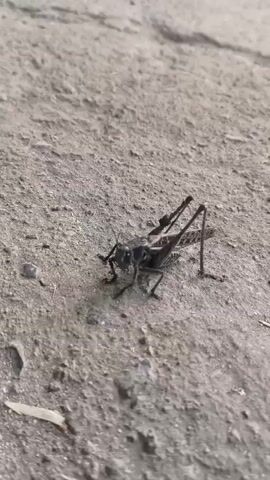 A close-up, low-angle shot shows a dark-colored grasshopper on a textured, sandy or dirt surface. The grasshopper is positioned in the center of the frame, facing slightly to the left. Its long antennae are visible, as are its hind legs, which are bent and poised. The surface it rests on appears dry and uneven, with small pebbles and debris scattered around. The lighting is natural, casting subtle shadows. The video appears to be a still frame or a very short, slow-moving clip, as there is minimal motion.