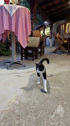 The video depicts a black and white cat walking towards the camera on a concrete floor in an outdoor setting. The cat has a white chest, paws, and a white patch on its face. In the background, there are wooden tables, chairs, a pink gingham tablecloth, and a partial view of a building or structure with wooden beams. Someone wearing black pants is present in the bottom of the frame and calls to the cat.