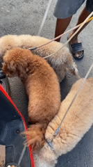 Morning moments: Dogs, portraits, walls documented in North Kuta