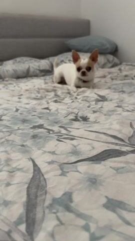 A small white dog with tan markings and large ears lies on a bed with a floral patterned comforter. The dog is facing the camera and appears to be alert. The bed is next to a gray headboard. In the background, there are pillows and a blurred view of a wall. The camera perspective is low, close to the bed. The dog then moves towards the camera, causing the image to become blurry.