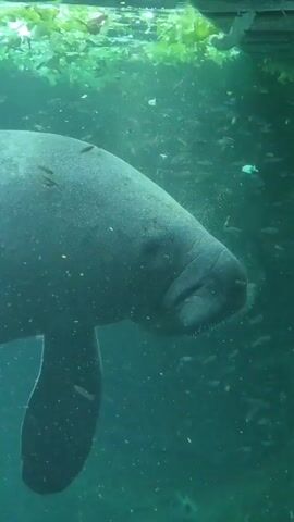 The video shows a manatee swimming in a tank. The tank appears to be a public exhibit with visible algae at the top, small fish swimming around, and artificial bottom. The manatee is gray, with its paddle visible, and small spots on its skin. Voices can be heard in the background.
