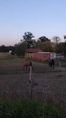 A video shows a grassy field with two horses. One horse is brown and the other is black. A building with a red roof and shipping containers are visible in the background, along with trees and a clear sky. The sun is setting, casting a soft light over the scene. A stork's nest is visible in a tree.
